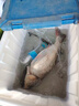 京勝豐博 大號加厚塑料水箱養魚(yú)水產(chǎn)箱工業(yè)儲水箱大容量養殖箱長(cháng)方形儲物箱周轉箱 進(jìn)口料加厚90L（紅色藍色下單備注） 曬單實(shí)拍圖