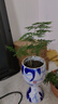 文竹盆栽室內客廳植物花卉辦公室綠植桌面凈化空氣創(chuàng)意小盆景原盆 精選小文竹【15-22cm高】1盆+育苗盤 曬單實拍圖
