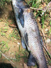Kosaki Seiko日本進(jìn)口高端手桿鯽鯉鰱鳙大綜合魚竿十大6H19調(diào)3.6米達(dá)瓦莫 3.6m 綜合竿+原裝竿稍+竿包配節(jié) 曬單實(shí)拍圖