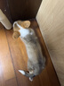 XCHO狗狗止吠器大小型犬寵物震動電擊電子項圈防吠防叫防狗叫訓狗神器 曬單實拍圖