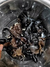 覓鮮生黑木耳金耳銀耳干貨無(wú)根肉厚云南特產(chǎn)農家小碗耳涼拌糖水火鍋食材 【無(wú)根肉厚】黑木耳 100g 曬單實(shí)拍圖