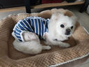 aipetofstory狗狗絕育服 寵物中大型犬絕育手術(shù)服透氣公狗狗夏季術(shù)后衣服M 曬單實(shí)拍圖