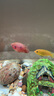 瀚幻三湖慈鯛中大型活體熱帶觀賞魚馬鯛伊巴卡藍(lán)六間非洲王子藍(lán)面財(cái)神 血鉆紅寶石7-9cm 1條 曬單實(shí)拍圖