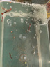 坤寧王魚缸增氧泵超靜音氧氣泵養(yǎng)魚打氧機(jī)家用小型充氧泵大氣量加氧3W 曬單實(shí)拍圖
