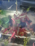 魚飼料魚食小顆?？兹隔~斑馬小金魚斗魚熱帶魚上浮小型魚專用魚糧 0.3mm增體増艷上浮魚糧丨適合2-4厘米魚體 高蛋白丨520ml/瓶+喂食勺 上浮顆粒丨不渾水丨不噴油丨增體丨増艷 曬單實拍圖