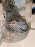 【泰國(guó)進(jìn)口精品斗魚(yú)】觀賞魚(yú)苗金魚(yú)熱帶好養(yǎng)耐活體淡水半月婚紗魚(yú) 粉白一公一母繁殖組 曬單實(shí)拍圖
