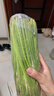 今年頭茬新鮮蒜苔生鮮超市品質(zhì)蒜薹蔬菜調料涼拌炒制即食蒜苔 2斤【新鮮蒜薹】 曬單實(shí)拍圖