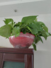 大盆長(zhǎng)藤綠蘿盆栽室內(nèi)新房大葉水培客廳垂吊綠植物除甲醛花卉吊蘭 大紅盆綠蘿1盆帶吸水盆 曬單實(shí)拍圖