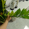 嘆為觀止 大型盆栽 單桿辮子發(fā)財樹天堂鳥綠蘿散尾葵辦公室內(nèi)開業(yè)喬遷禮品 大型金錢樹1-1.2米【財源廣進】 含盆 曬單實拍圖