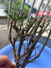 【濃香型】四季開(kāi)花九里香盆栽好養陽(yáng)臺花卉凈化空氣種植驅蚊清香 一年小苗高15-20公分【1棵】 曬單實(shí)拍圖