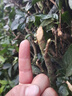 優(yōu)動(dòng)新款重修王無(wú)刷電動(dòng)綠籬機大功率園林綠化剪茶花樹(shù)修剪機籬笆修枝 48V單刃商業(yè)款+20A鋰電池 曬單實(shí)拍圖