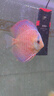 瀚幻七彩神仙魚觀賞魚熱帶魚中小型燕魚財(cái)神紅鴿子紅藍(lán)松石活體淡水魚 爆點(diǎn)8-10cm 1條 曬單實(shí)拍圖