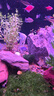 魚(yú)官兒南美小豹鯨白金豹皮熱帶魚(yú)觀(guān)賞魚(yú)笑臉貓繁星貓底層清道夫魚(yú) 白金豹皮1條（3-4cm） 曬單實(shí)拍圖