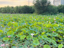 麻哈嘛哈嬰樂霜膏嬰兒霜抑菌膏馬哈小神霜30g妝字號面霜嬰樂爽 新款麻哈嬰樂霜  效果更好 曬單實拍圖