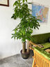 臨雅特級步步高發(fā)財樹(shù)三桿客廳大盆栽大型綠植喬遷新居辦公室開(kāi)業(yè)送禮 【旗艦款】步步高1.3-1.4米+鉆石樹(shù)脂盆 曬單實(shí)拍圖