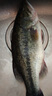 鮮活沖浪河鱸魚(yú)400-500g/條 曬單實(shí)拍圖