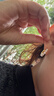 Arsis純真年代豆蔻耳環(huán)女原創(chuàng)設(shè)計(jì)耳釘時(shí)尚飾品送女友生日禮物 曬單實(shí)拍圖