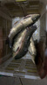 漢鼎一號5代綜合竿套裝28 19調釣魚(yú)竿手桿鯽魚(yú)鰱鳙臺釣竿五代四代魚(yú)竿 7.2m 五代【綜合】+送線(xiàn)鉤漂 曬單實(shí)拍圖