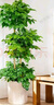 植男植女幸福樹(shù)造型綠寶盆栽真綠植客廳室內大型綠植辦公喬遷新居源頭直發(fā) 曬單實(shí)拍圖