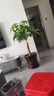 臨雅喬遷開(kāi)業(yè)發(fā)財樹(shù)綠植客廳大盆栽門(mén)店擺放凈化空氣室內辦公室植物 發(fā)財樹(shù)1.2-1.3m【招財進(jìn)寶瓷盆】 曬單實(shí)拍圖