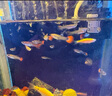 寵小俠純種孔雀魚觀賞魚好養(yǎng)耐活淡水小型魚熱帶魚鳳尾熱帶魚小魚苗 20條小型魚混養(yǎng)套餐1 曬單實(shí)拍圖