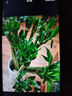 植男植女文昌竹/龍竹富貴竹水培帶根植物綠植室內(nèi)好養(yǎng)盆栽5/60cm源頭直發(fā)  曬單實(shí)拍圖