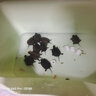 淡水龜糧無(wú)鹽淡水蝦烏龜飼料淡水魚(yú)草龜干龜幼龜巴西龜零食食物 【1300-1500】條高鈣無(wú)鹽 高鈣無(wú)鹽魚(yú)蝦面包蟲(chóng)混裝 曬單實(shí)拍圖