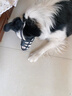柒哦狗嘴套防狗咬狗狗嘴套中型大型犬止吠器防亂吃可喝水狗嘴罩 S【嘴圍17-21cm，適用12-20斤】 曬單實拍圖
