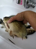 谷蜀香過(guò)江風(fēng)顆粒餌正品釣魚(yú)餌料強效誘魚(yú)直接掛鉤鮮丹顆粒超濃腥 三瓶【大小通殺 瘋狂上魚(yú)】 曬單實(shí)拍圖