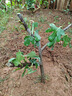 墨耘蒼無(wú)花果樹(shù)苗南北方庭院種植盆栽地栽當年結果特大矮化波姬紅果樹(shù)苗 6年苗 曬單實(shí)拍圖