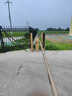 通達(dá)捷安廣告道閘車牌識(shí)別一體機(jī)電動(dòng)閘機(jī)直桿柵欄道閘停車場(chǎng)門禁收費(fèi)系統(tǒng) 柵欄道閘 曬單實(shí)拍圖