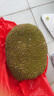 佳沛（zespri）新西蘭 陽光金奇異果12粒禮盒特大果單果約122-146g 獼猴桃 水果 曬單實拍圖