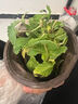 薄荷盆栽好養留蘭香驅蚊植物綠植留蘭香花卉綠植香草植物 薄荷+加侖盆送底托 曬單實(shí)拍圖