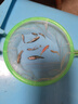 寵小俠小型熱帶魚斑馬魚燈科魚魚苗活體觀賞魚淡水好養(yǎng)耐活寶蓮燈孔雀魚 今日特惠混色斑馬30條 限時優(yōu)惠 曬單實拍圖
