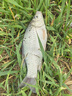 京悠雨蚯蚓顆粒釣魚(yú)魚(yú)餌垂釣主攻鯽鯉草鳊野釣專(zhuān)用餌料掛鉤即用 1瓶鮮丹【釣不盡興】多買(mǎi)多送 曬單實(shí)拍圖