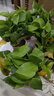 雙盟綠蘿盆栽除甲醛花卉綠植辦公室新房?jì)艋諝?10方黑10盆源頭直發(fā) 曬單實(shí)拍圖