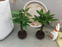 【辮子發(fā)財(cái)樹】年宵花?室內(nèi)客廳禪意招財(cái)樹盆景辦公室好養(yǎng)四季 辮子發(fā)財(cái)樹+【海納百川】+方底座 曬單實(shí)拍圖