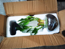 幼薇富貴竹室內(nèi)植物節(jié)節(jié)高桌面綠植帶根好養(yǎng)步步高花卉文昌竹客廳盆栽 富貴竹叢林+紫砂盆+圓形底盤 帶盆栽好 曬單實(shí)拍圖