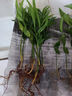 驅(qū)蚊竹柏水培植物大棵室內(nèi)水養(yǎng)綠植花卉盆栽辦公室桌面驅(qū)蚊草好養(yǎng) 精選竹柏10棵+透明鉆石瓶+肥+石 曬單實拍圖