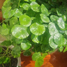 銅錢(qián)草水培植物辦公室桌面盆栽金錢(qián)草花卉室內水養綠植吸甲醛 白色一盆 不含盆 曬單實(shí)拍圖