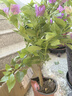 三角梅盆栽花苗綠植物重瓣庭院陽(yáng)臺爬藤攀援植物花卉樹(shù)苗盆景 紫嫣6年苗【掌柜推薦】 曬單實(shí)拍圖