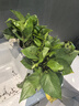 綠蘿盆栽室內(nèi)客廳綠植花卉 家用凈化空氣綠籮植物吸除甲醛吊蘭 高20CM【原盆+自吸水】10盆+5肥 曬單實拍圖