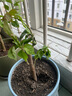 云南深紫色棒棒糖三角梅花盆栽三角梅紫色球形開花陽(yáng)臺(tái)品種庭院 5年苗帶土球花色隨機(jī) 曬單實(shí)拍圖