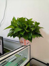 上賜新款盆套綠蘿盆栽室內(nèi)植物綠植水培長藤客廳綠籮新房家用凈化空氣 大盆【柿柿如意】創(chuàng)意綠蘿1盆+2肥 曬單實(shí)拍圖