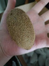 綠心華美獼猴桃 奇異果 彌獼桃 新鮮生鮮水果 凈重5斤裝 單果100克+ 曬單實(shí)拍圖