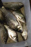 川澤釣魚(yú)不銹鋼地插支架炮臺座魚(yú)竿萬(wàn)向座炮臺桿架插地架釣魚(yú)用品漁具 單向地插（紅色） 曬單實(shí)拍圖