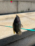 臻佑（Grsaed）兒童魚竿套裝小孩初學(xué)專用釣魚竿釣蝦釣蟹小物竿1.5m小飛俠綠 曬單實拍圖