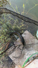 小鳳仙成品子線(xiàn)雙鉤手工綁好魚(yú)鉤釣魚(yú)線(xiàn)金袖12付裝魚(yú)鉤套裝 曬單實(shí)拍圖