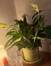 白掌一帆風順盆栽植物室內(nèi)花卉綠植水養(yǎng)四季開花新手好養(yǎng)活 白掌1盆（繁星盆） 曬單實拍圖