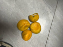 云南蜜橘早熟桔子新鮮水果當季酸甜薄皮青皮橘子孕婦整箱蜜橘 帶箱5斤（55mm起） 曬單實(shí)拍圖